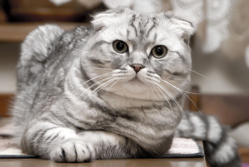 Создать мем: кот шотландский вислоухий, порода шотландская вислоухая, шотландская вислоухая кошка