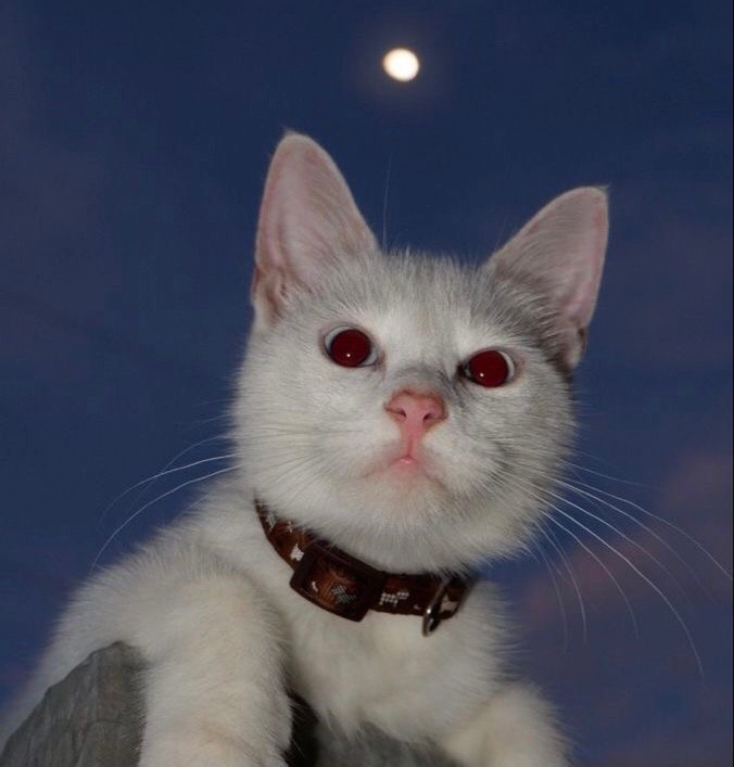 Create meme: adorable kittens, Angora cat, cat 