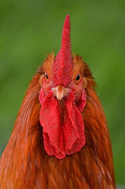 Create meme: rooster , roman rooster, the head of the cock 