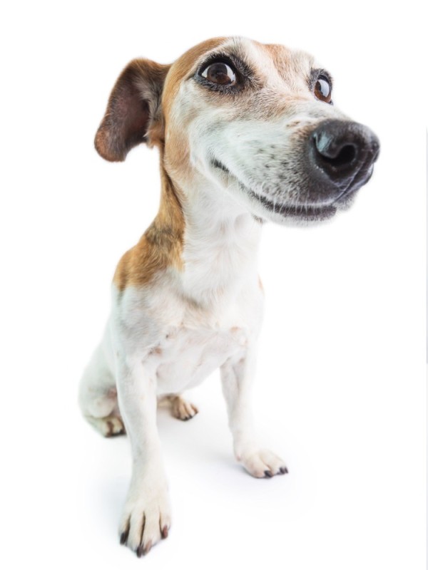 Create meme: Jack Russell, dog Jack Russell Terrier, jack russell terrier