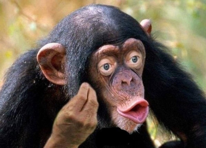 Create meme: chimp meme, monkey with lips, chimpanzees 