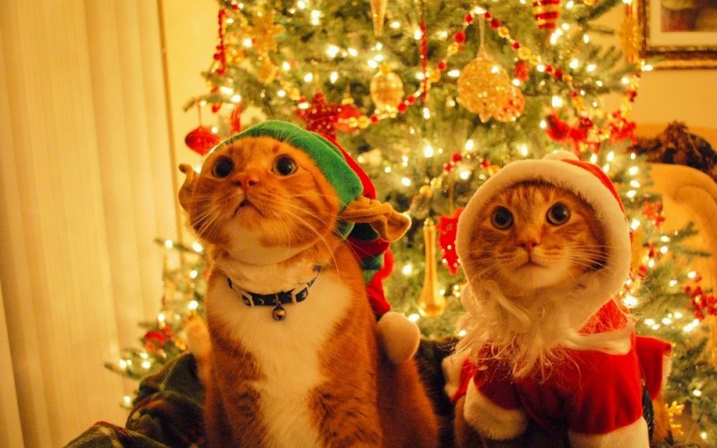 Create meme: new year's cat, funny New Year's cats, Christmas cat 