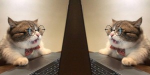 Создать мем: кот, кошка, gif - кот в очках за ноутбуком