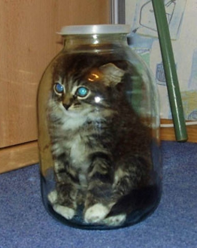 Create meme: cat , cat, kitten in a jar