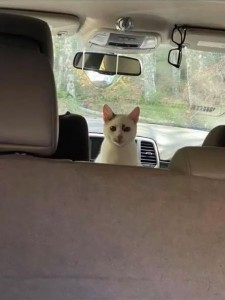 Create meme: cat, cat, car