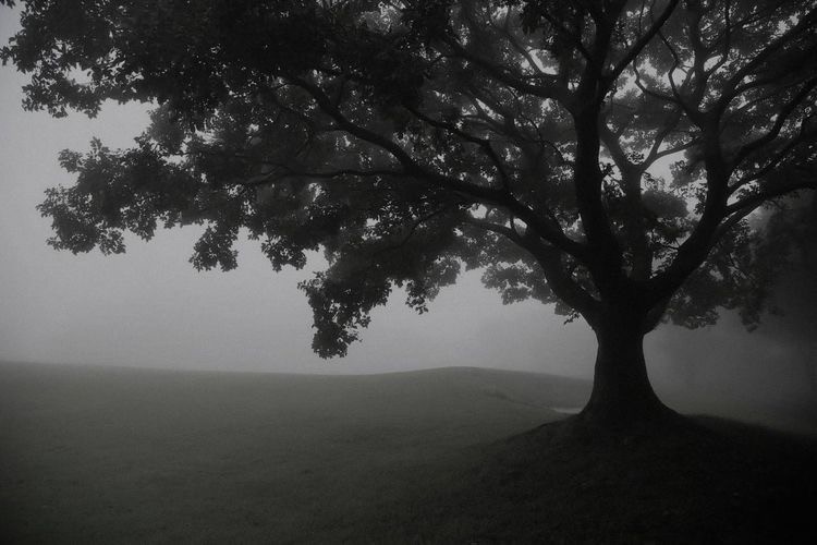 Create meme: trees in the fog, dense forest, tree 