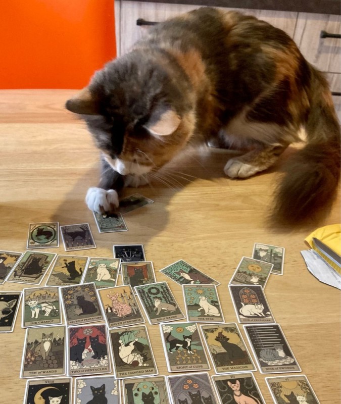 Create meme: the cat is wondering, cat and board games, cat 