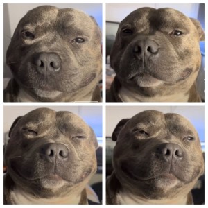 Create meme: pit bull