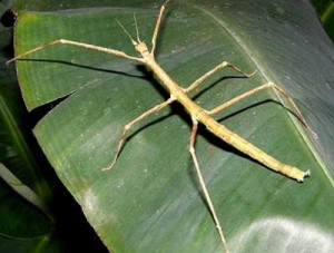 Create meme: insects, stick insect, phyllium