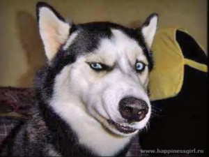 Create meme: husky, dog husky, dog podozrevala husky