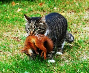 Create meme: photos fighting cats, cat with prey, the cat and the cat