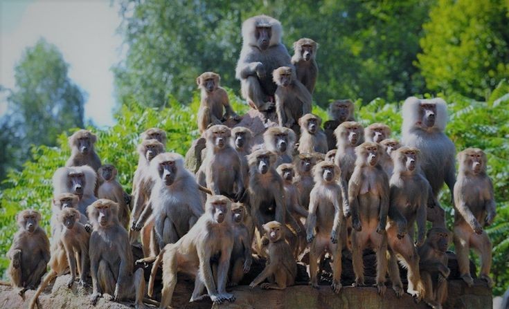 Create meme: a bunch of monkeys, ubud monkey forest, bunch of monkeys