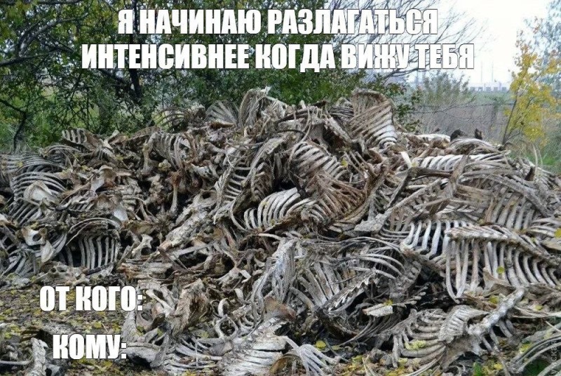 Create meme: dead animals, cat , skeletons of dead animals