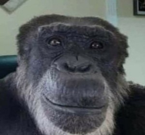 Создать мем: обезьяна, взгляд шимпанзе мем, ладно обезьяна