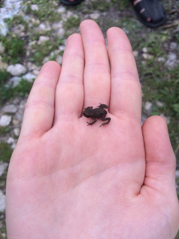 Создать мем: лягушка обыкновенная на руках, лягушка маленькая, маленькая жаба
