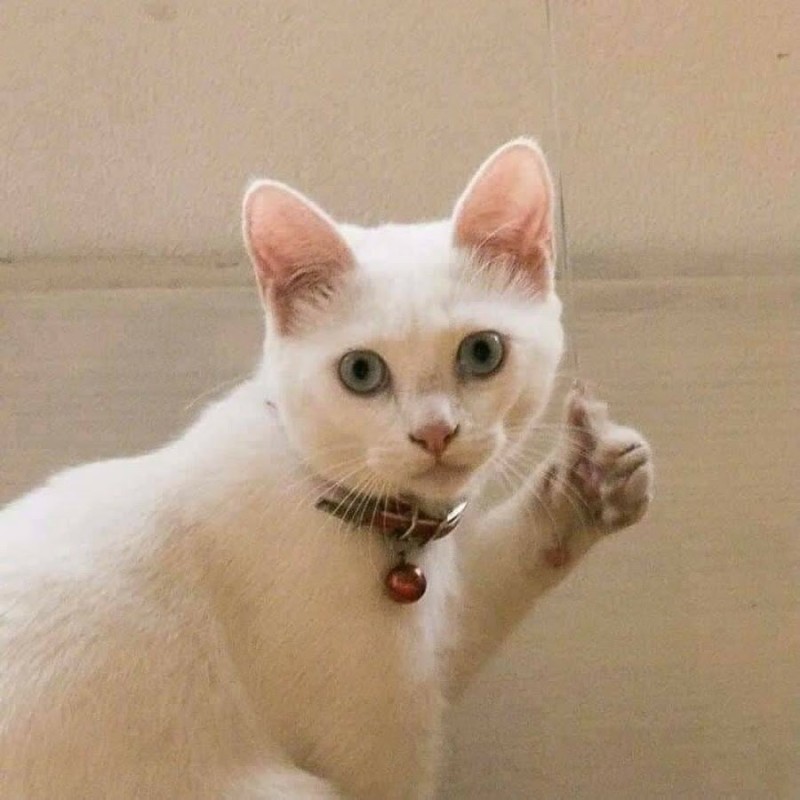 Создать мем: кот мем, кот, котик показывает большой палец