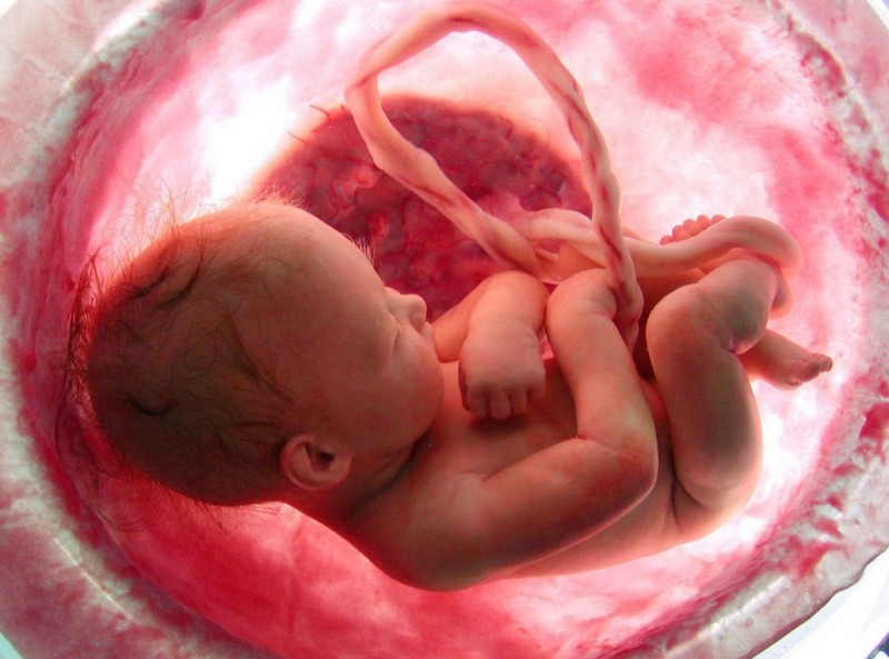 Create meme: baby in the womb, fetus in the womb, in the womb