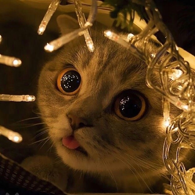 Создать мем: новогодние коты, кот в короне, кошка и елка