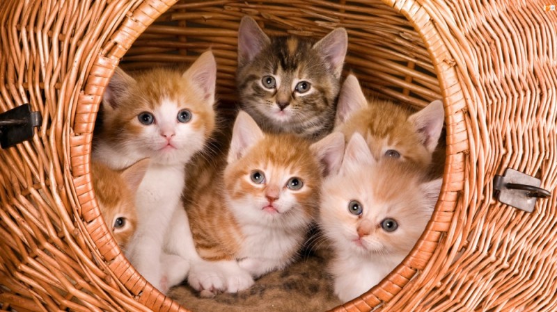 Создать мем: котики красивые, очаровательные котята, милые котята
