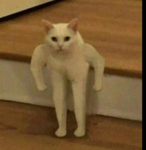 Создать мем: кот качок мем оригинал, кот с руками мем, мем с белым котом