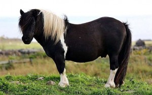 Create meme: Shetland pony