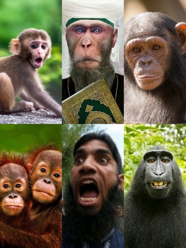 Create meme: monkey, the trick , chimpanzee sounds