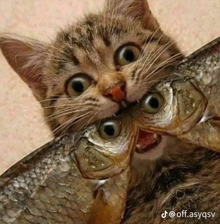 Create meme: cat with fish, cat and fish, The cat wants fish