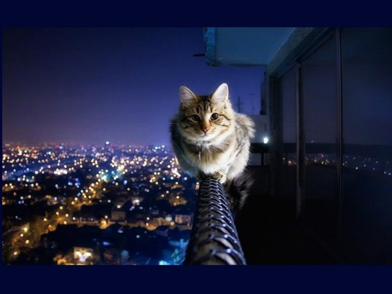 Create meme: cat , cat Murka, the cat at night