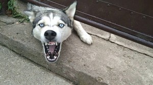 Создать мем: собака сибирская хаски, порода хаски, собака хаски