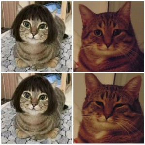 Create meme: cat funny, cat, cats