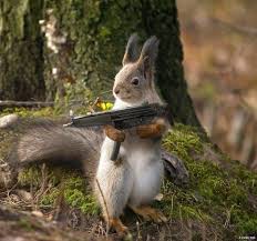 Create meme: squirrel spring, protein, proteins