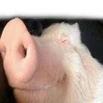 Create meme: pig , the pig is evil, pig 