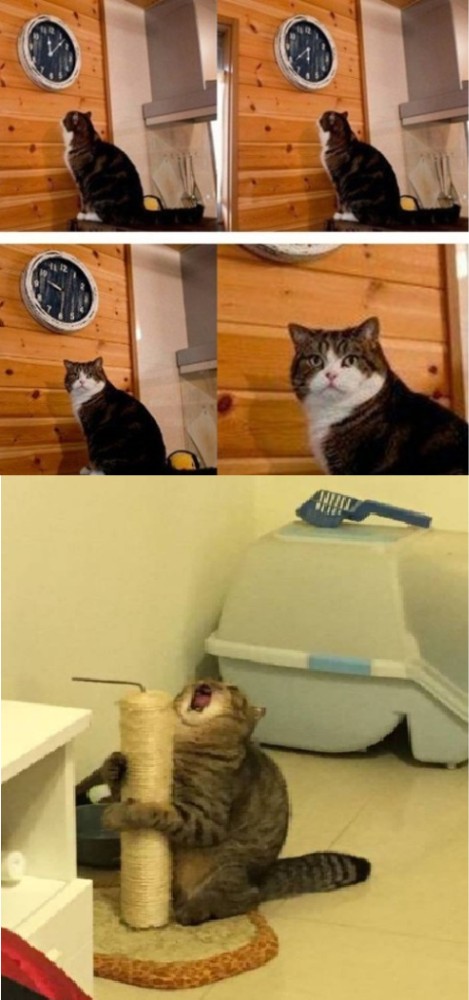 Create meme: cat , the screaming cat meme, it's time to meme with a cat