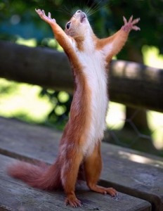 Create meme: funny animals, funny squirrels, protein Hallelujah