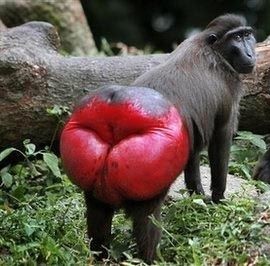 Create meme: monkey with a red booty, monkeys with a red booty, krasnozhopye monkey 