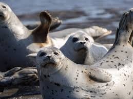 Создать мем: каспийский тюлень phoca caspica, счастливый тюлень, дальневосточный морской заповедник тюлени ларга