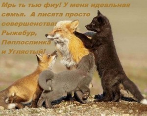 Create meme: foxes, pictures like the Fox feeding Fox cubs, happy family cubs