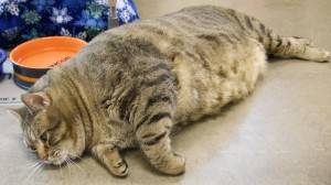 Create meme: the fattest cats in the world photo, fat cat, big fat cat