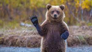 Create meme: bear grizzly, grizzly bear, bear bear
