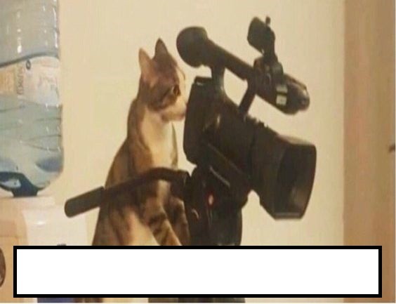 Create meme: memes with cats , cat with a camera meme, meme cat 
