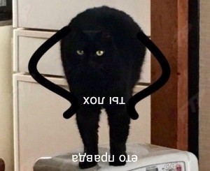 Create meme: so, blet cat, cat, black cat
