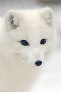 Создать мем: белая лисица, arctic fox, песец милый