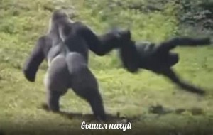 Создать мем: горилла смешная, самец гориллы, драка горилл