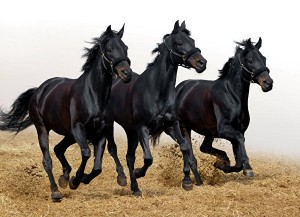 Create meme: beautiful horse, horse, black horse