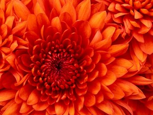 Создать мем: оранжевый, хризантемы цветы, цветы