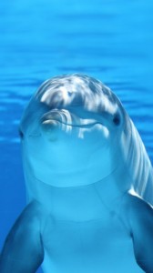 Создать мем: дельфины в море, животные дельфины, дельфины под водой