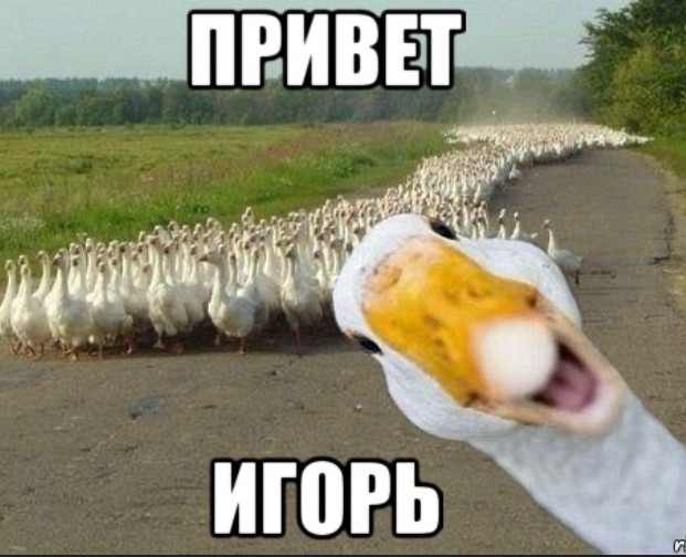 Create meme: goose , goose funny, goose cool