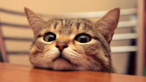 Create meme: cat, Wallpaper desktop cats, a cat in shock picture