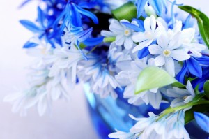 Создать мем: сине белые цветы, синие цветы, красивые голубые цветы