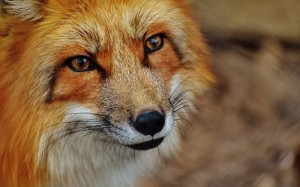 Create meme: Fox, Fox face